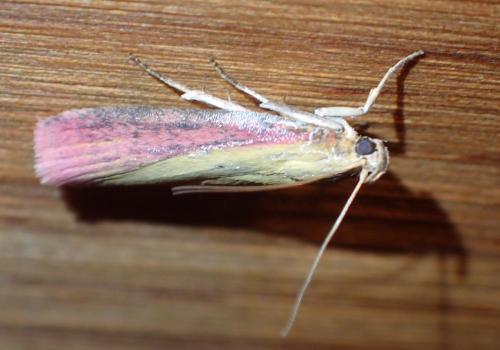Oncocera semirubella